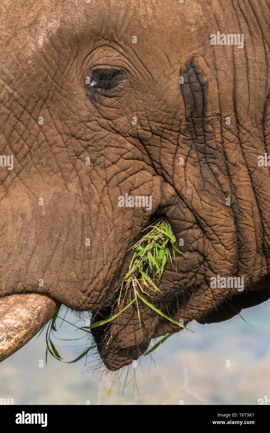 Temporal gland secretion hires stock photography and images Alamy