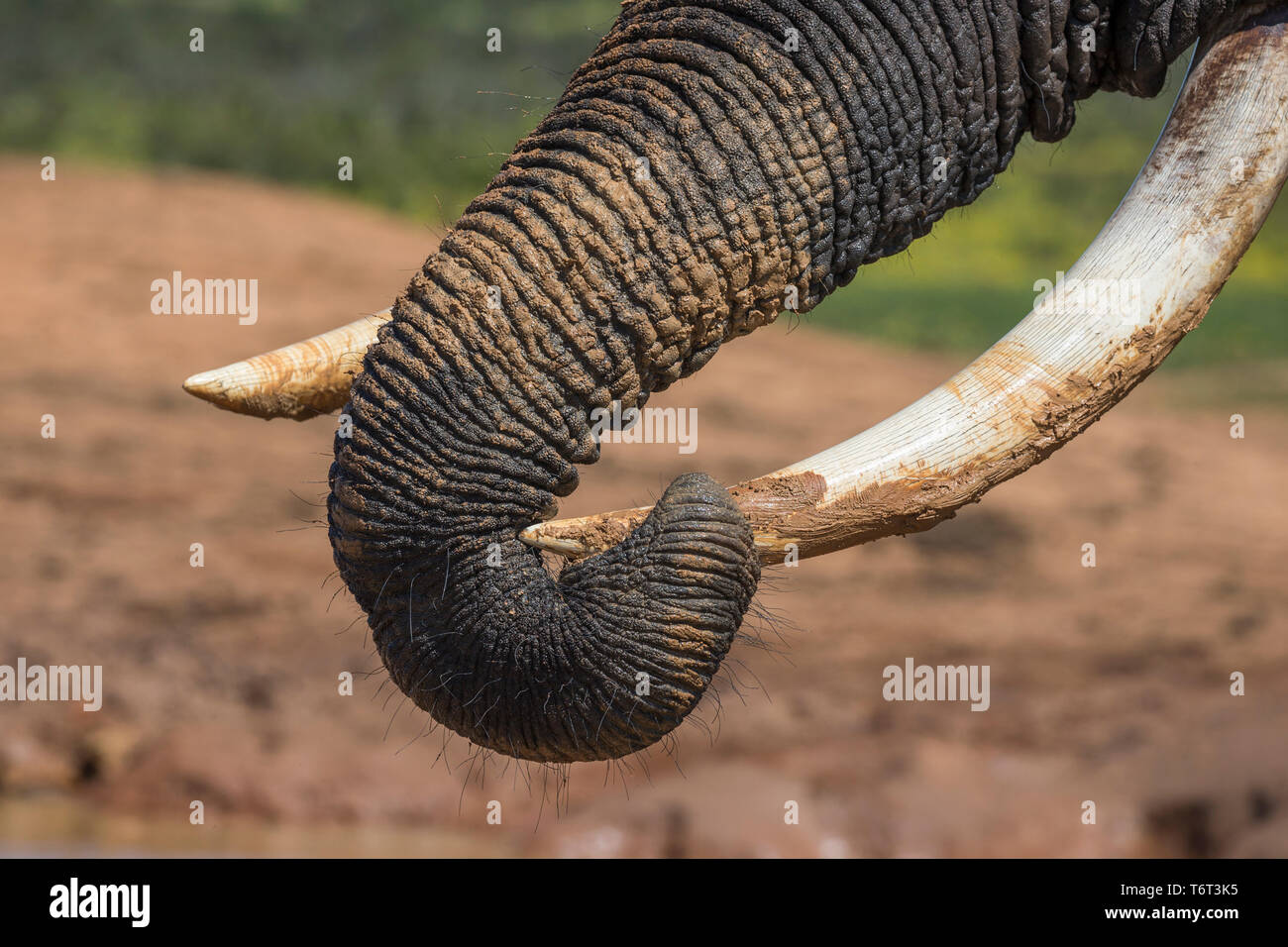 African elephant (Loxodonta africana) tusk, Addo elephant national park, Eastern Cape, South Africa, September 2018 Stock Photo