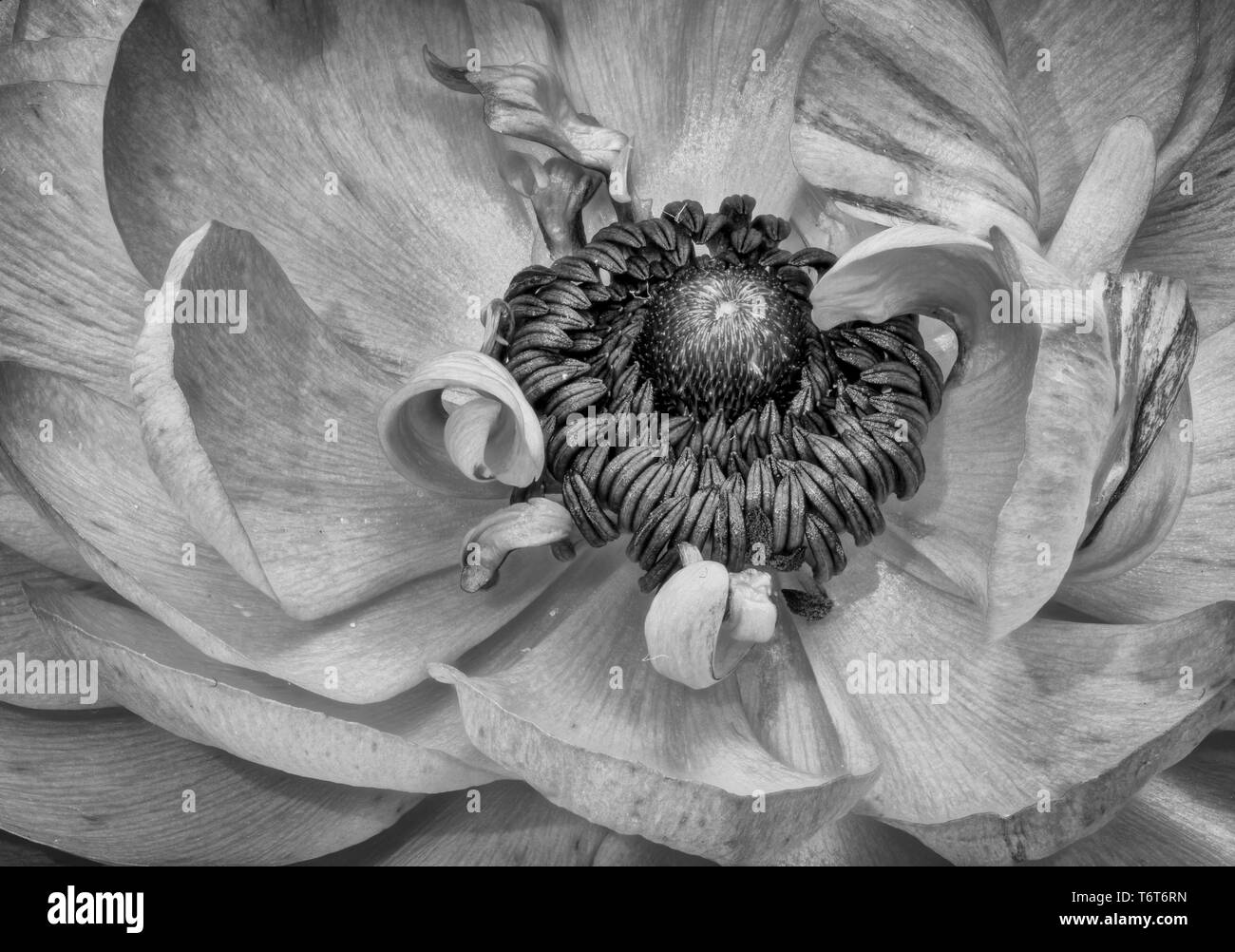 Detailed fine art still life monochrome macro of the inner heart of an isolated single buttercup