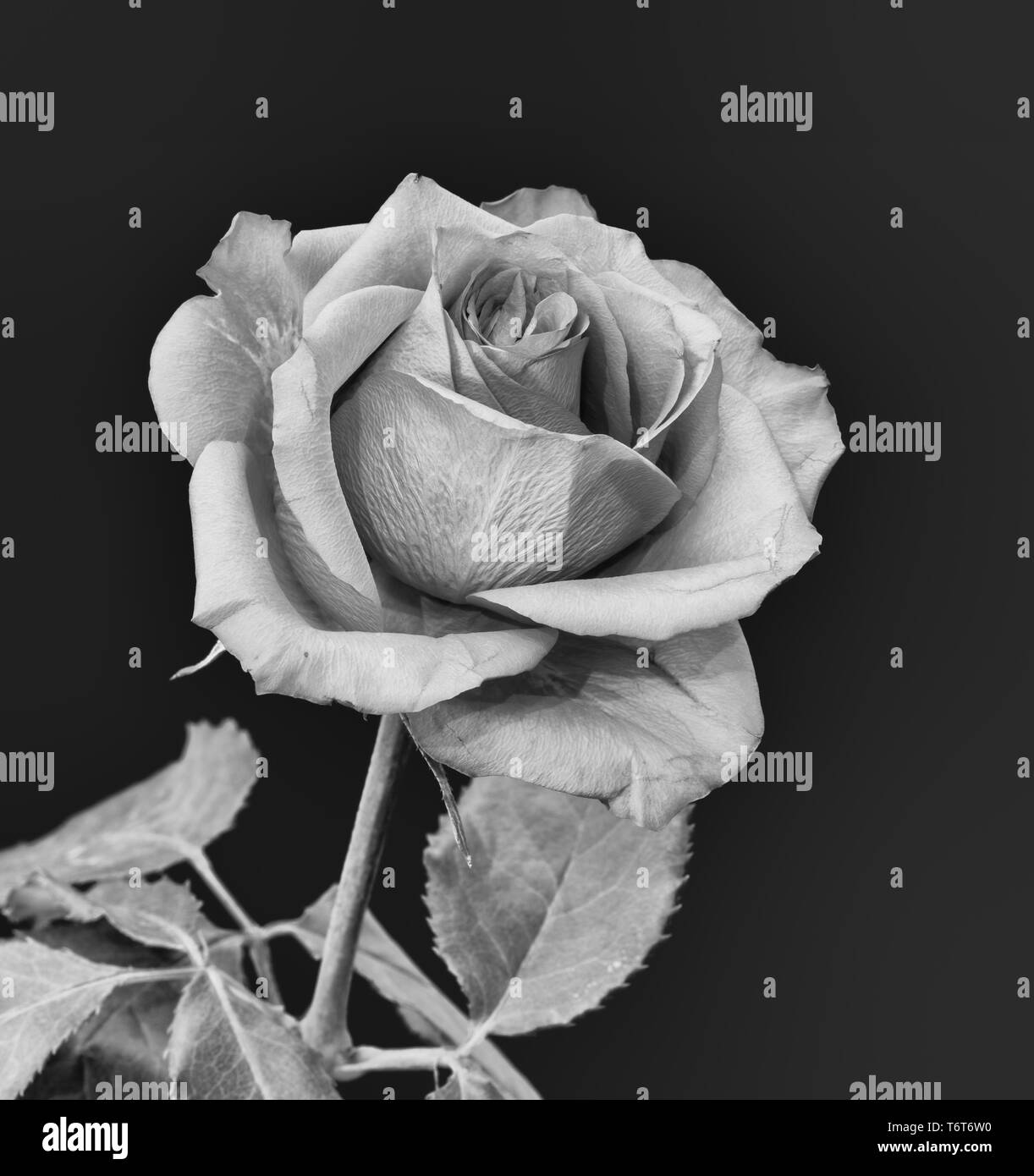 My Image 16