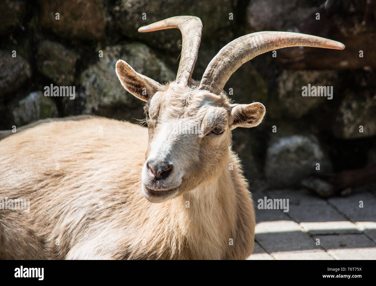Goat basking in the sun Stock Photo