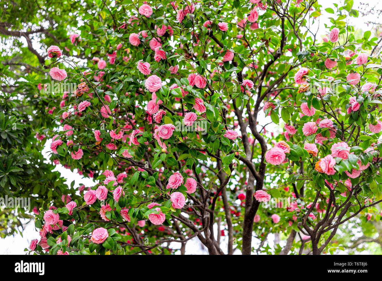 Camellia japonica Japanese pink flowers on tree in Japan in spring in Sumida park and many colorful blooms Stock Photo