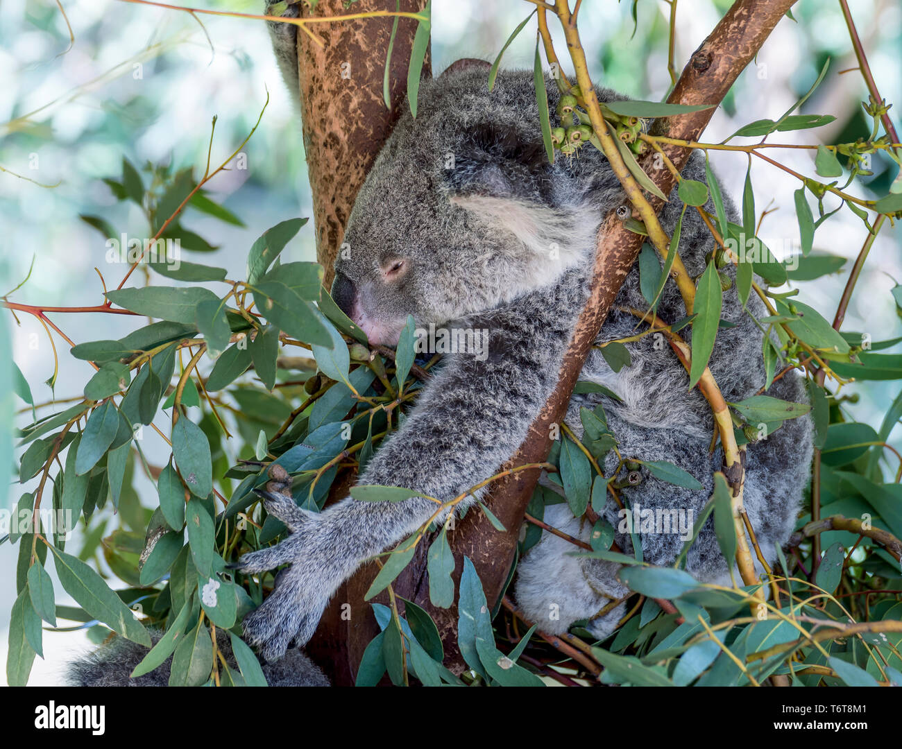 Beautiful koala seen while grabbing leaves of a tree to eat, Western