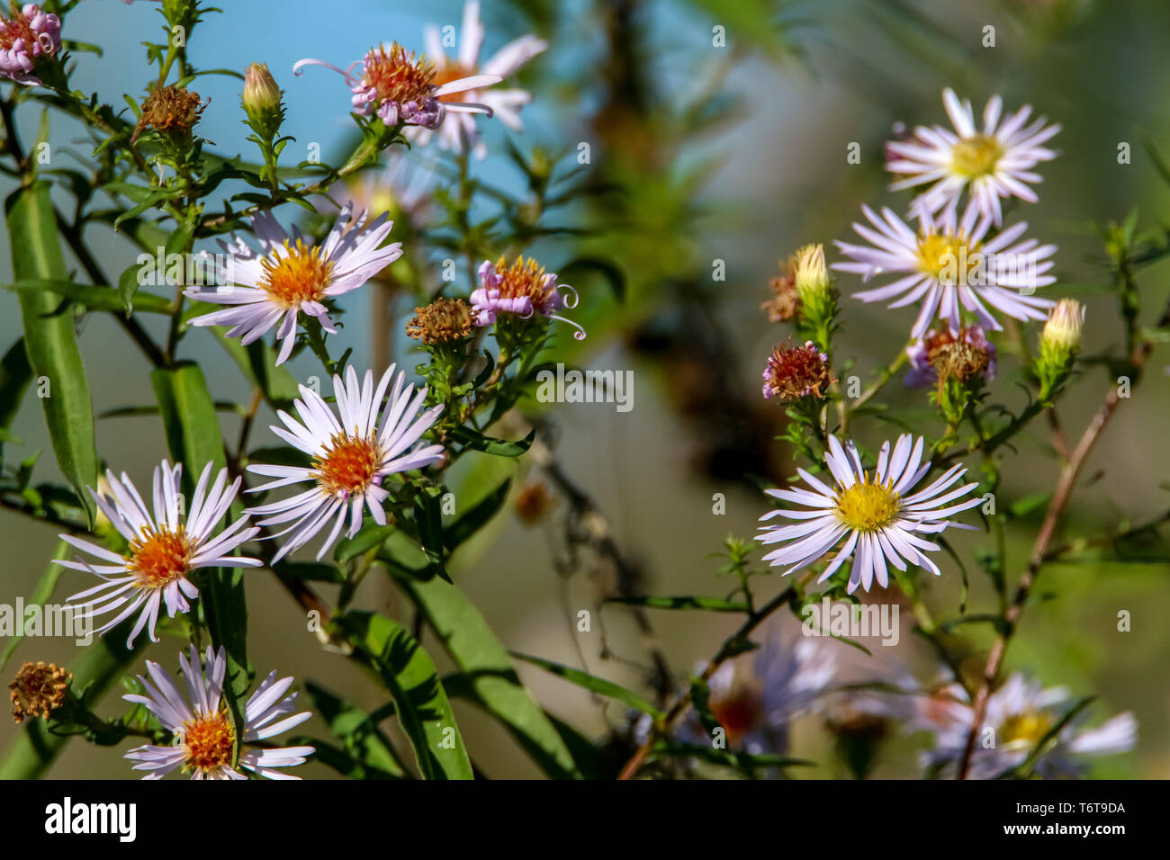 Wallpaper pink flowers sun hi-res stock photography and images - Alamy