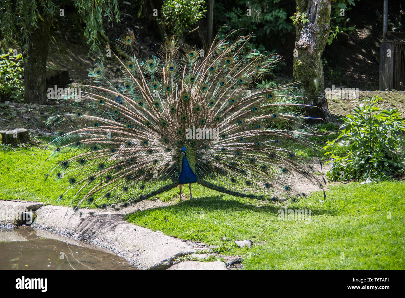 Peacock strikes wheel to impress Stock Photo