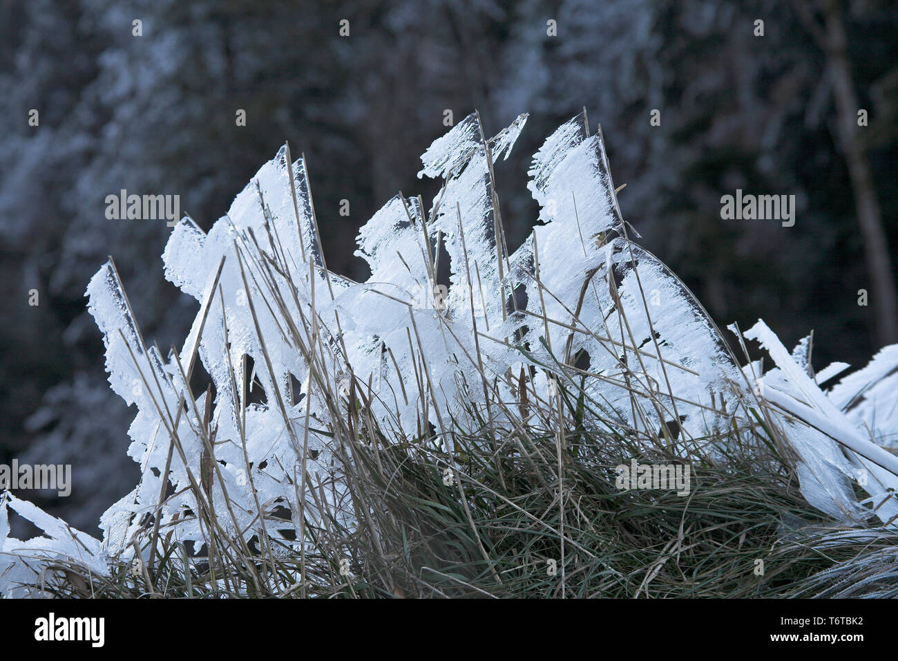 Hoar frost on vegetation Col de Rousset Parc Naturel Regional du Vercors France Stock Photo