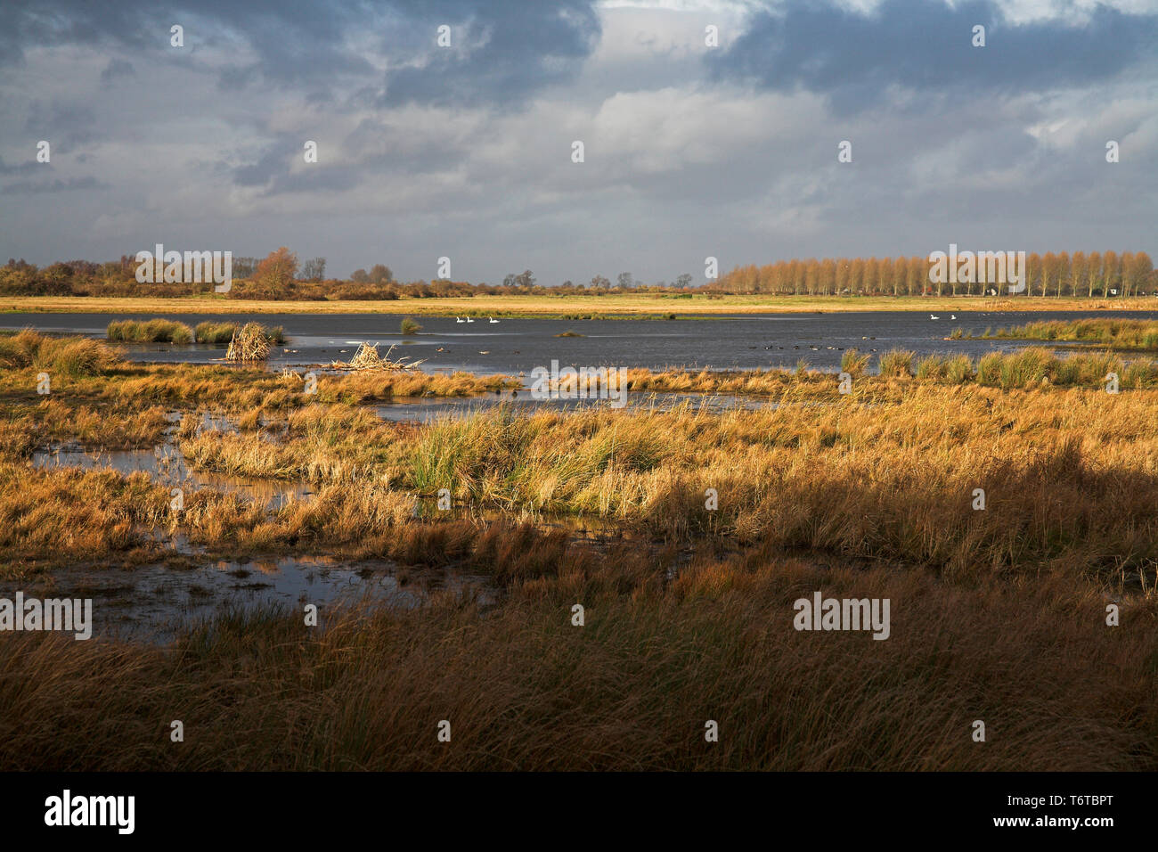 Marsh and pond near Rue Picardy France Stock Photo