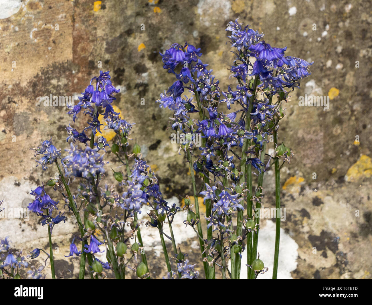 Bluebells in St Mary's Old Church churchyard in Wilton, Salisbury, Wiltshire, UK. Stock Photo