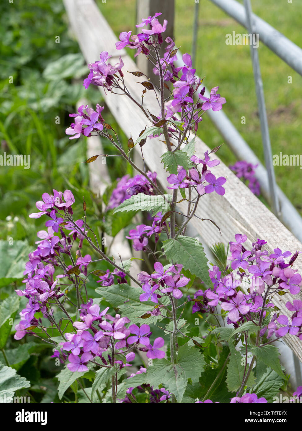 A lovely example of 'Honesty' also known as Annual Honesty or Moneyplant. (Lunaria annua). Growing by farmland in Wiltshire, UK. Stock Photo