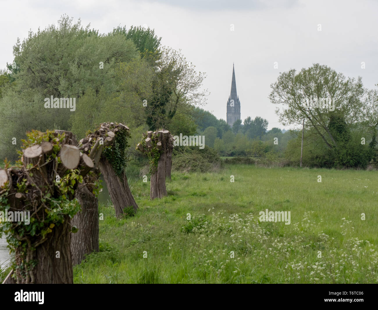 Salisbury Cathedral view from Britford with pollarded Willows in the foreground. Stock Photo