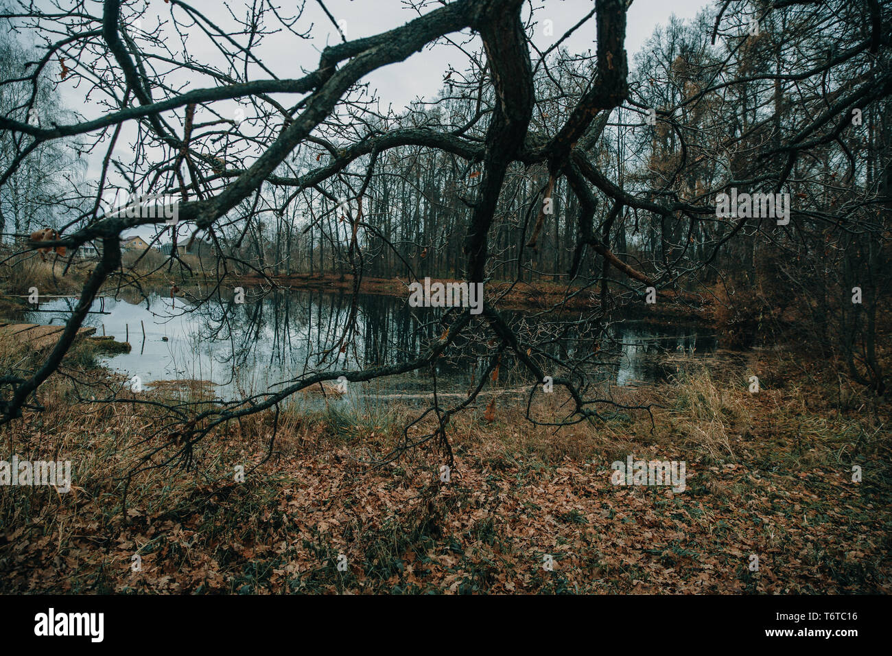 Branch hanging over water hi-res stock photography and images - Alamy