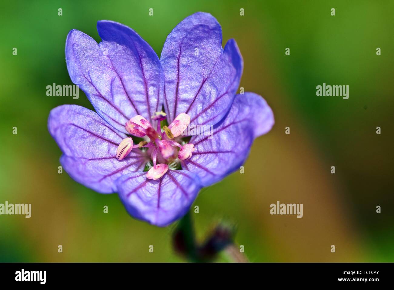 Very small pink flower on a green background - Geranium pusillum Stock Photo