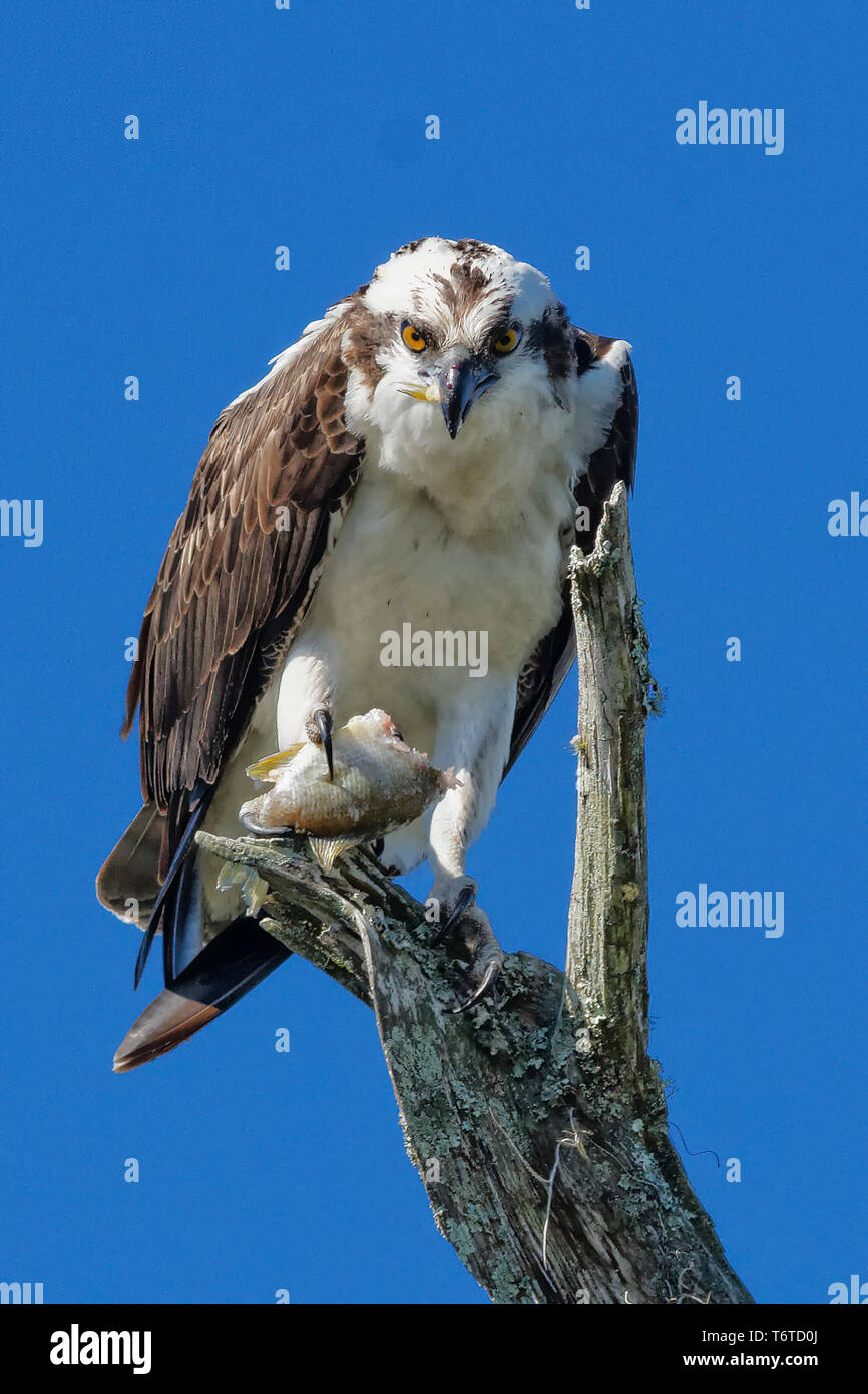 An Osprey bird- Pandion haliaetus,also called sea hawk, river hawk, and fish hawk perched on a tree branch. Unique ability to dive into water for fish Stock Photo