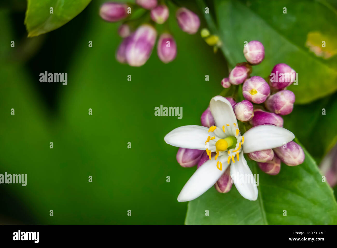 close up sweet lime flowers in tree branch. it is also known as