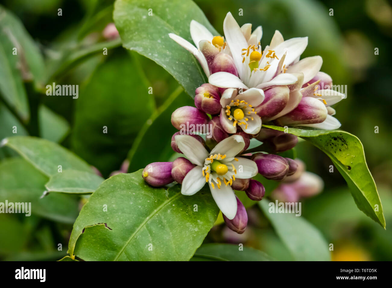 close up sweet lime flowers in tree branch. it is also known as Palestinian  sweet lime or Indian sweet lime or common sweet lime Stock Photo - Alamy
