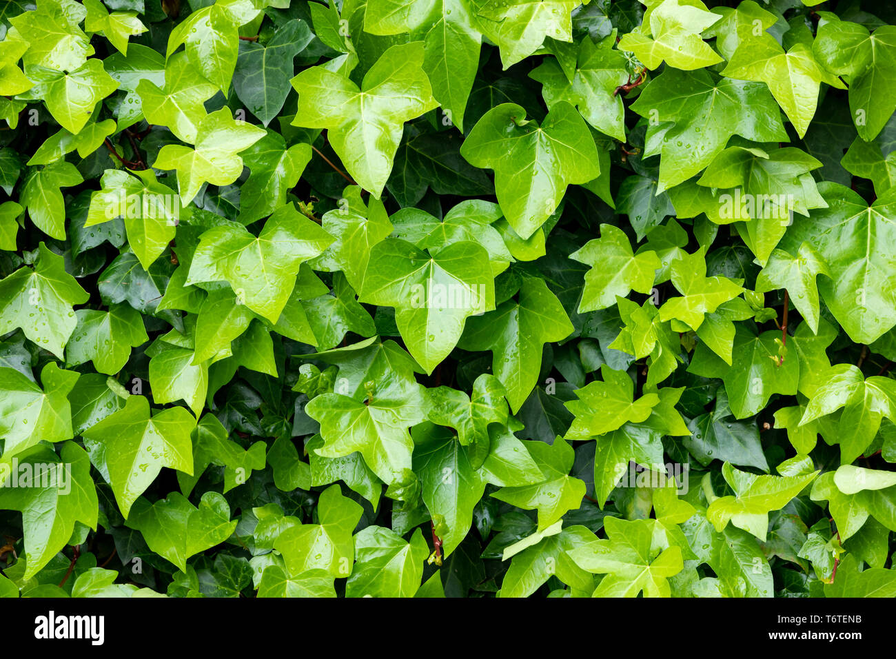 Download wallpaper 938x1668 ivy leaves drops plant green iphone  876s6 for parallax hd background