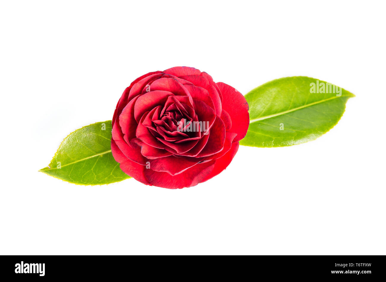 Red camellia flower isolated on white background. Winter rose Stock