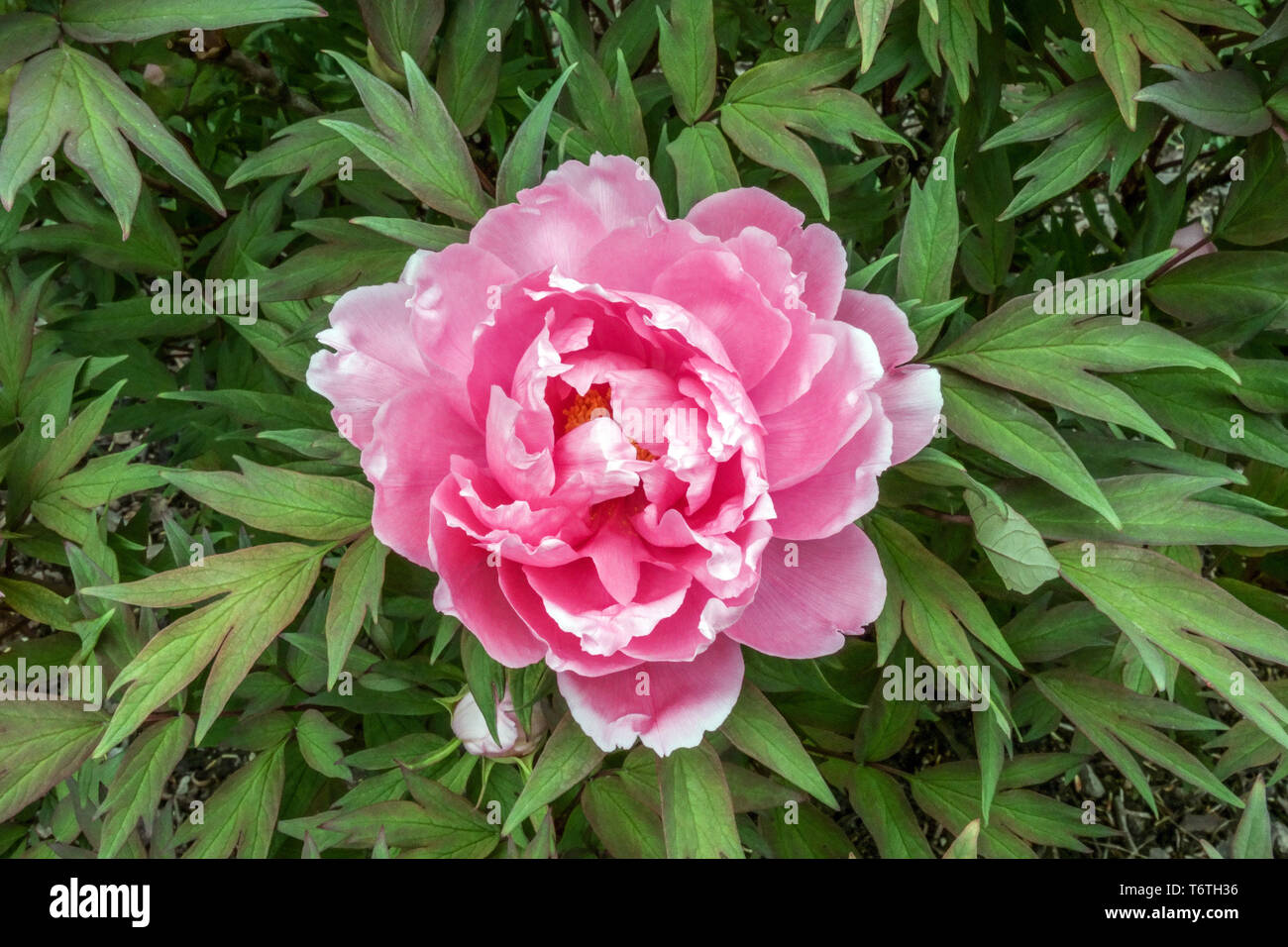 Japanese Tree Peony, Paeonia x suffruticosa, Yachiyotsubaki, Pink