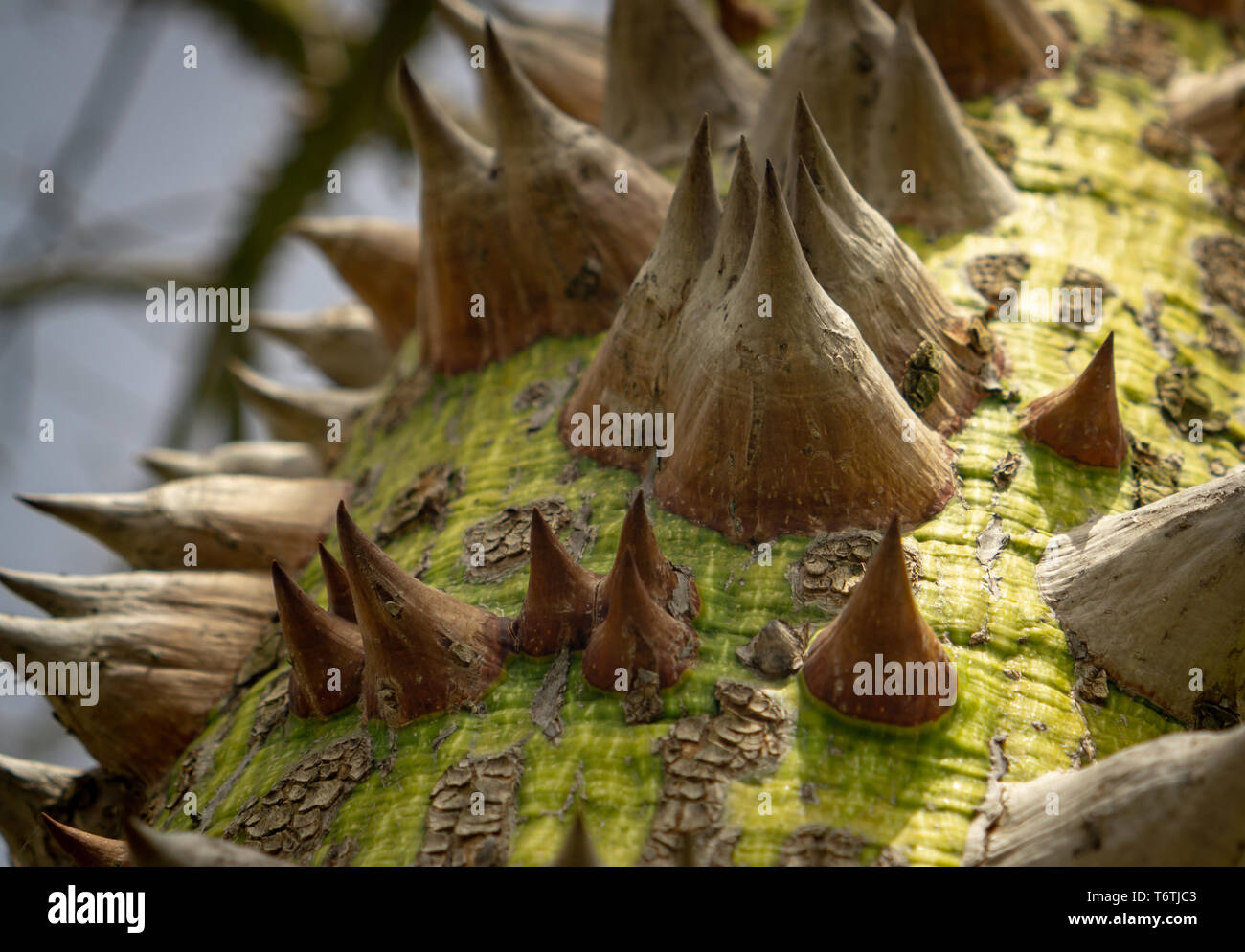 Silk floss tree Stock Photo Alamy