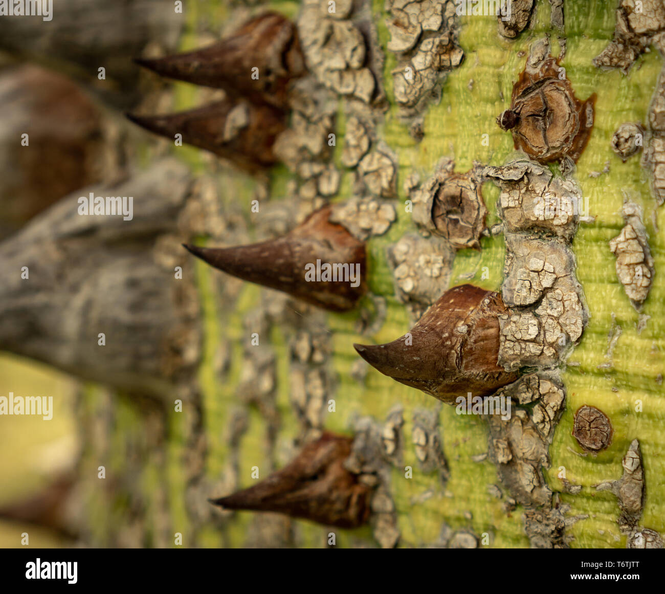 Flom Tree Silk floss tree Stock Photo - Alamy