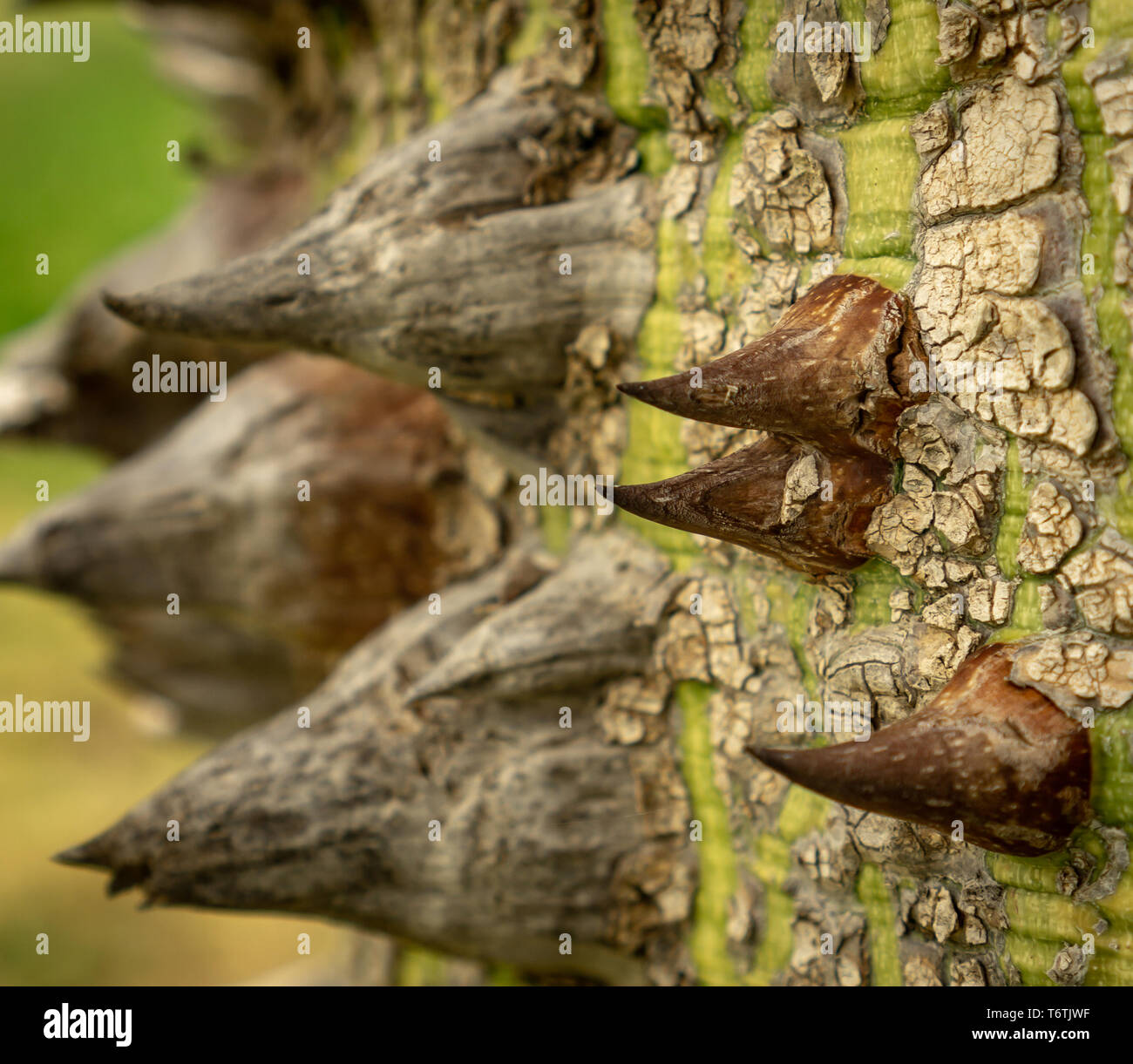 Flom Tree Silk floss tree Stock Photo - Alamy