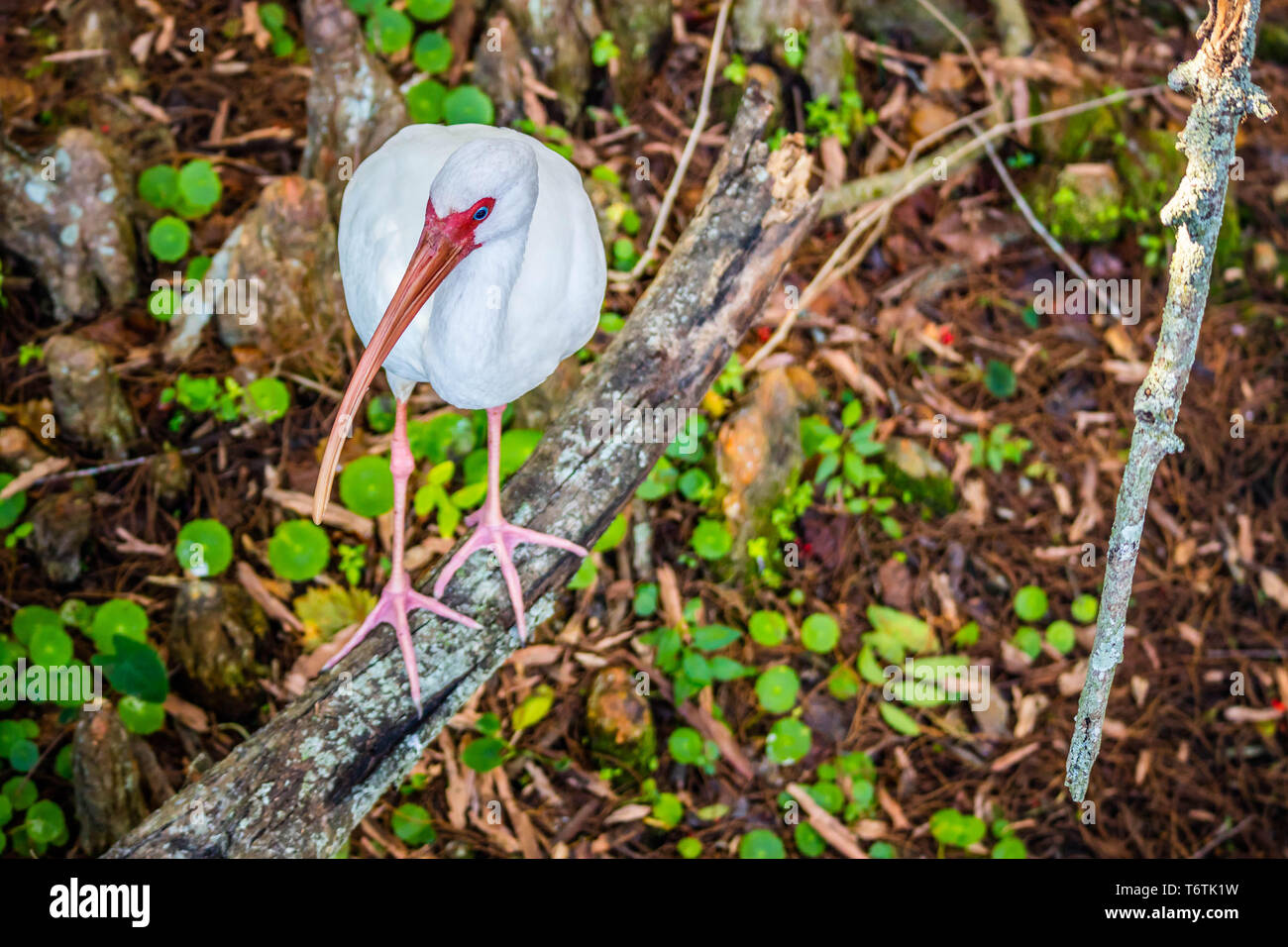 A natural white Ibis in Orlando, Florida Stock Photo