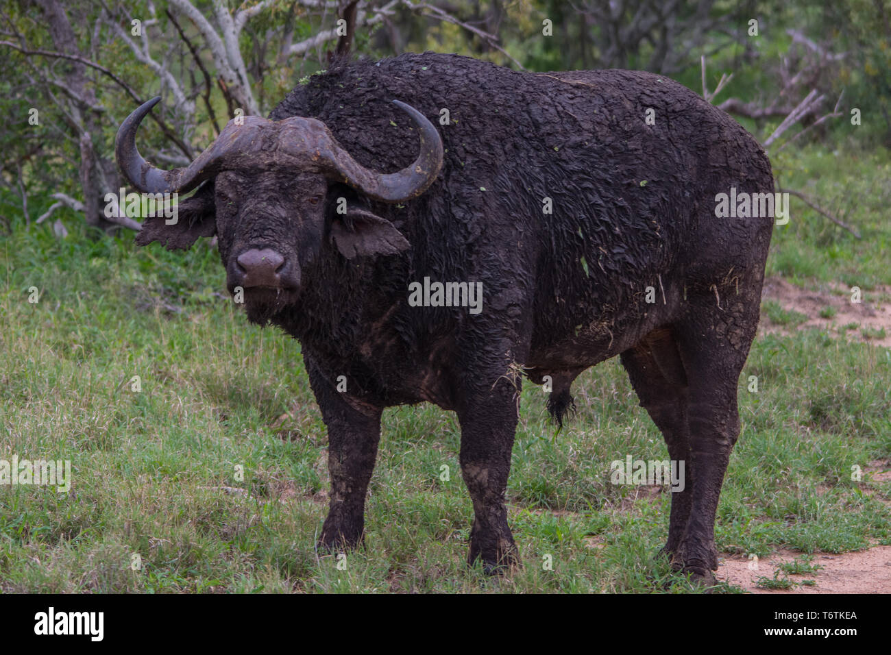 Male African buffalo (Syncerus caffer) after wallowing in mud, Kambaku River  Sands, Timbavati Game Reserve, South Africa Stock Photo - Alamy