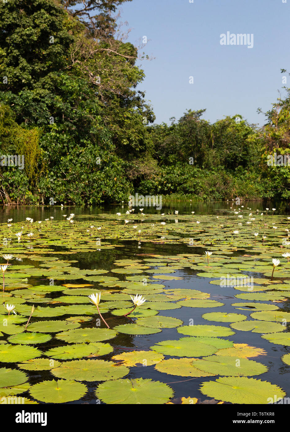 water lilies in flower on the Rio Dulce ( Dulce River ), north east Guatemala Central America Stock Photo