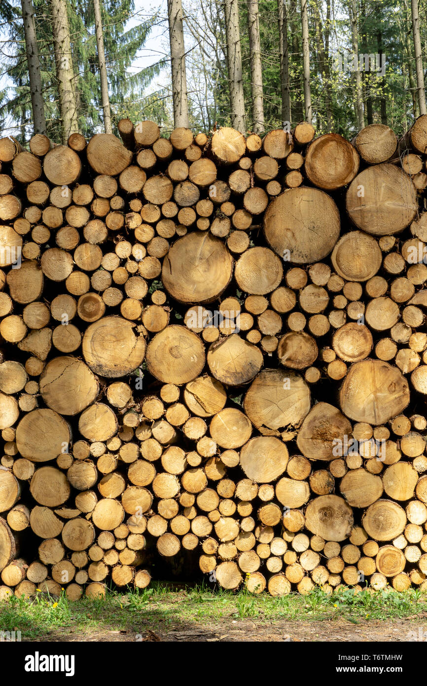Wooden Logs with Forest on Background. Trunks of trees cut and stacked in the foreground Stock Photo