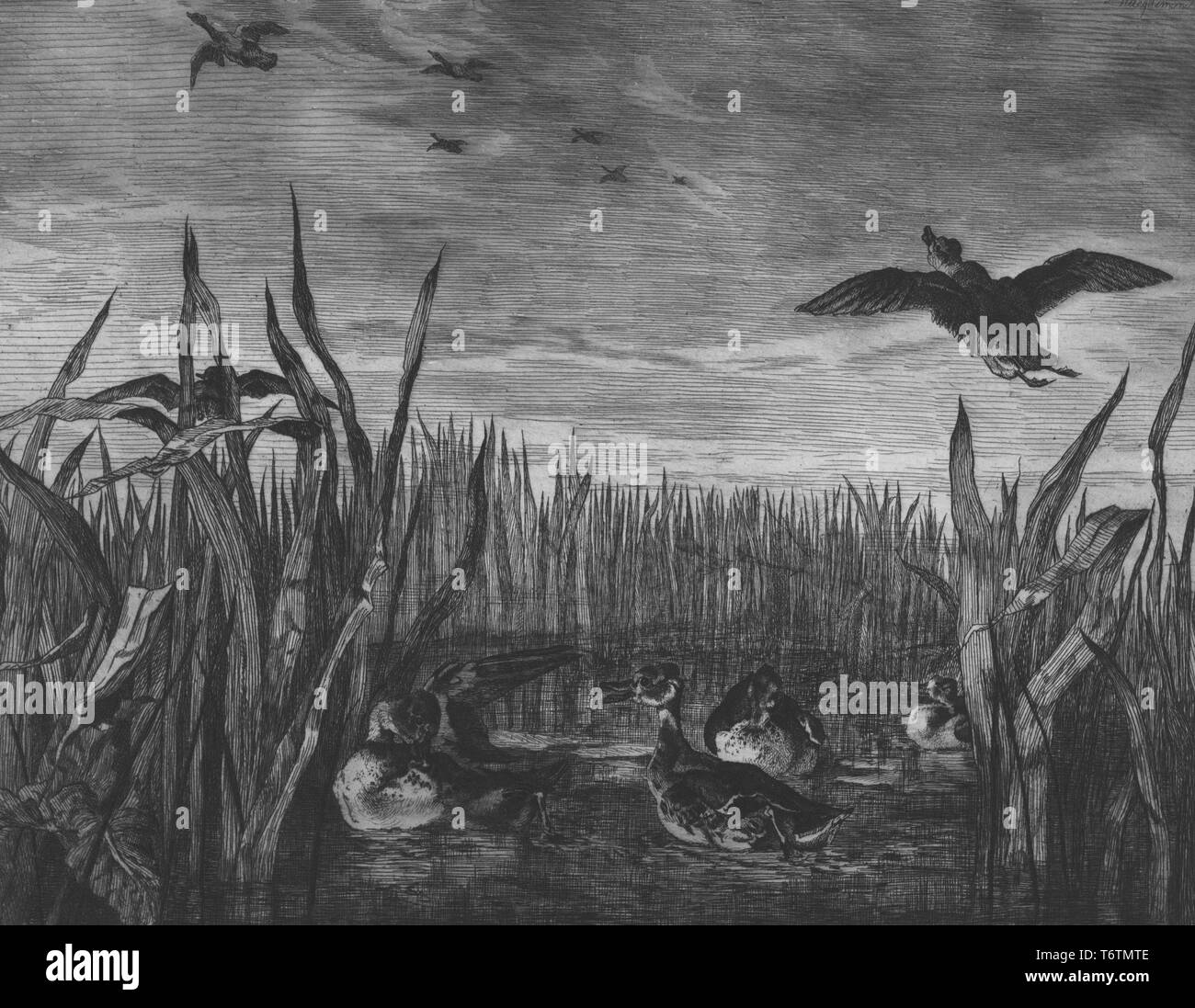 Black and white etching depicting ducks, some swimming in a lake or marsh, one rising in flight, and others flying away, with grass or reeds visible in both the foreground and the background; captioned 'Sarcelles' (Wild Ducks); numbered and signed by the illustrator Felix Bracquemond, 1853. From the New York Public Library. () Stock Photo