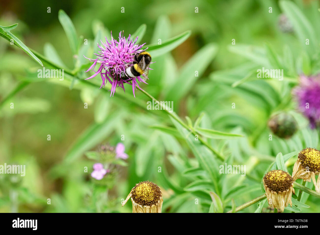 Bumblebee on a flower in a natural meadow Stock Photo