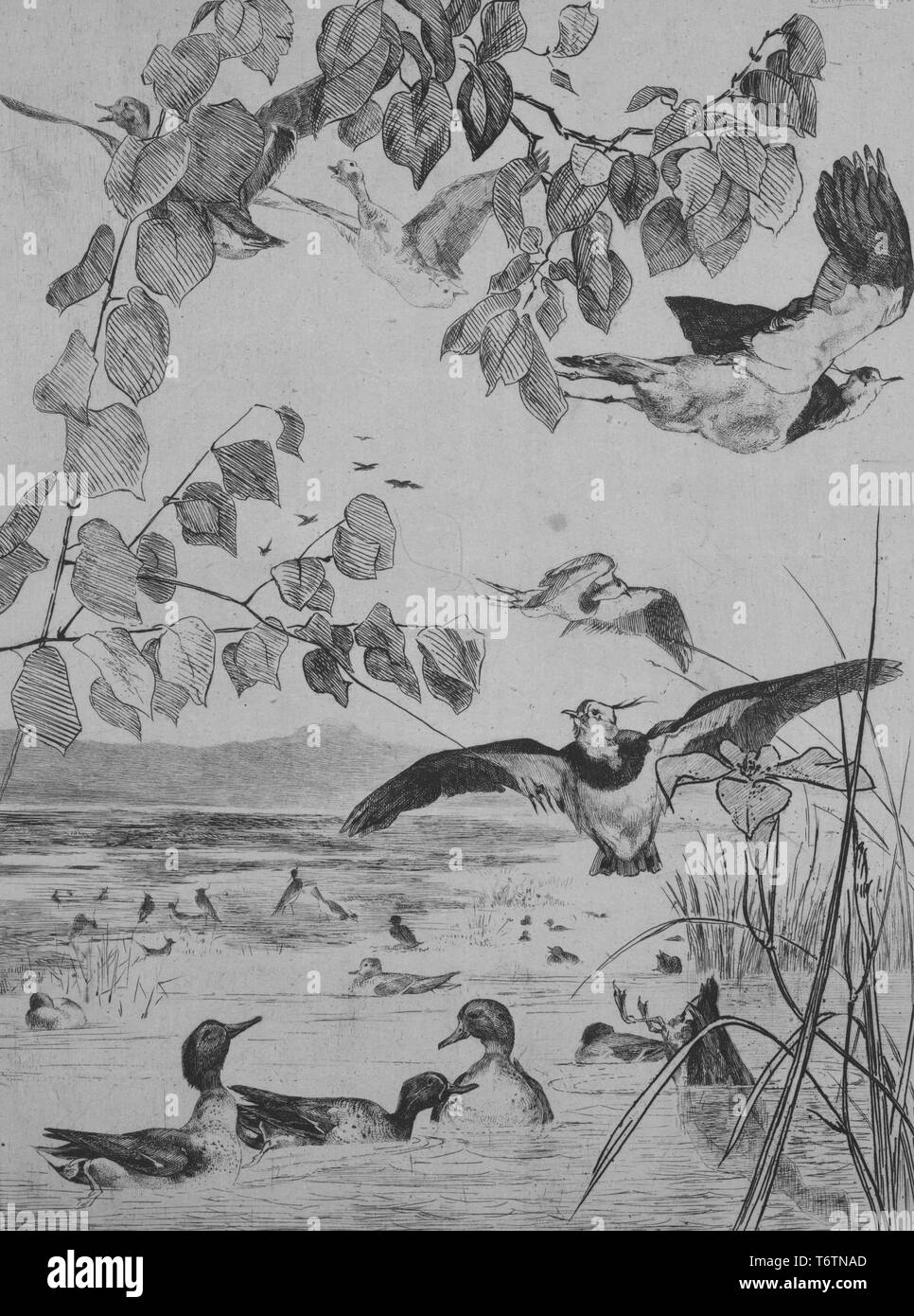 Black and white etching depicting a marshy pond or lake, with Teal ducks (family Anatinae) paddling on the surface and diving in the water, and several northern lapwings (Vanellus vanellus) flying overhead; titled 'Vanneaux et sarcelles' (Lapwing and Teal); numbered, with a note in the upper left corner, by the illustrator Felix Bracquemond, 1862. From the New York Public Library. () Stock Photo