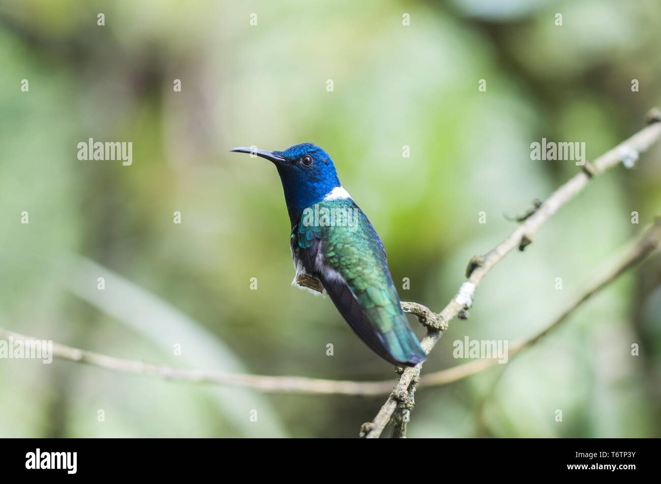 Blue Hummingbird (Trochilidae) sitting on a branch Stock Photo