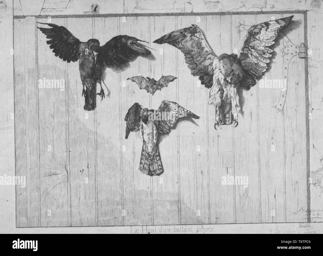 Black and white etching depicting a trio of dead birds, including a raven (genus Corvus) an owl (order Strigiformes) and a sparrowhawk (genus Accipiter) pinned to a wooden door, with a bat (order Chiroptera) between them, creating a triangular composition; captioned 'Le haut d'un battant de porte' (The Top of a Door Leaf); numbered and signed; by the illustrator Felix Bracquemond, 1867. From the New York Public Library. () Stock Photo