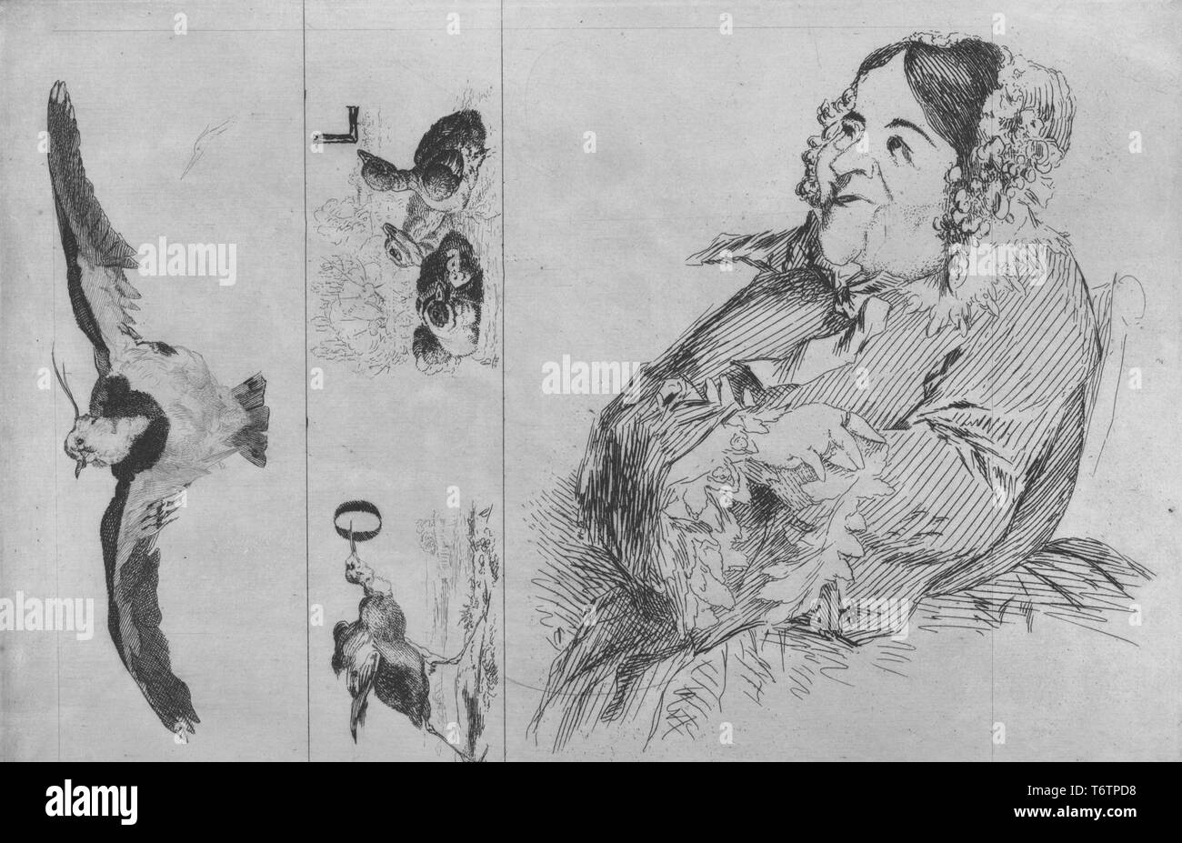 Black and white etching, in three vertical registers or columns; at left, a pheasant or peahen flies toward the viewer with outstretched wings; at center, a walking bird pokes its long beak through the letter 'O' and several duck chicks look toward the letter 'L'; at right, a large, mature woman, wearing a striped victorian dress and delicate bonnet, is depicted from the waist up, in three quarter profile view, looking toward the upper left corner of her register, with a pleased expression on her face; titled 'Essais d'eau-forte: charge d'une brosse dame agee..', 1867. (Etching Test: Taking on Stock Photo