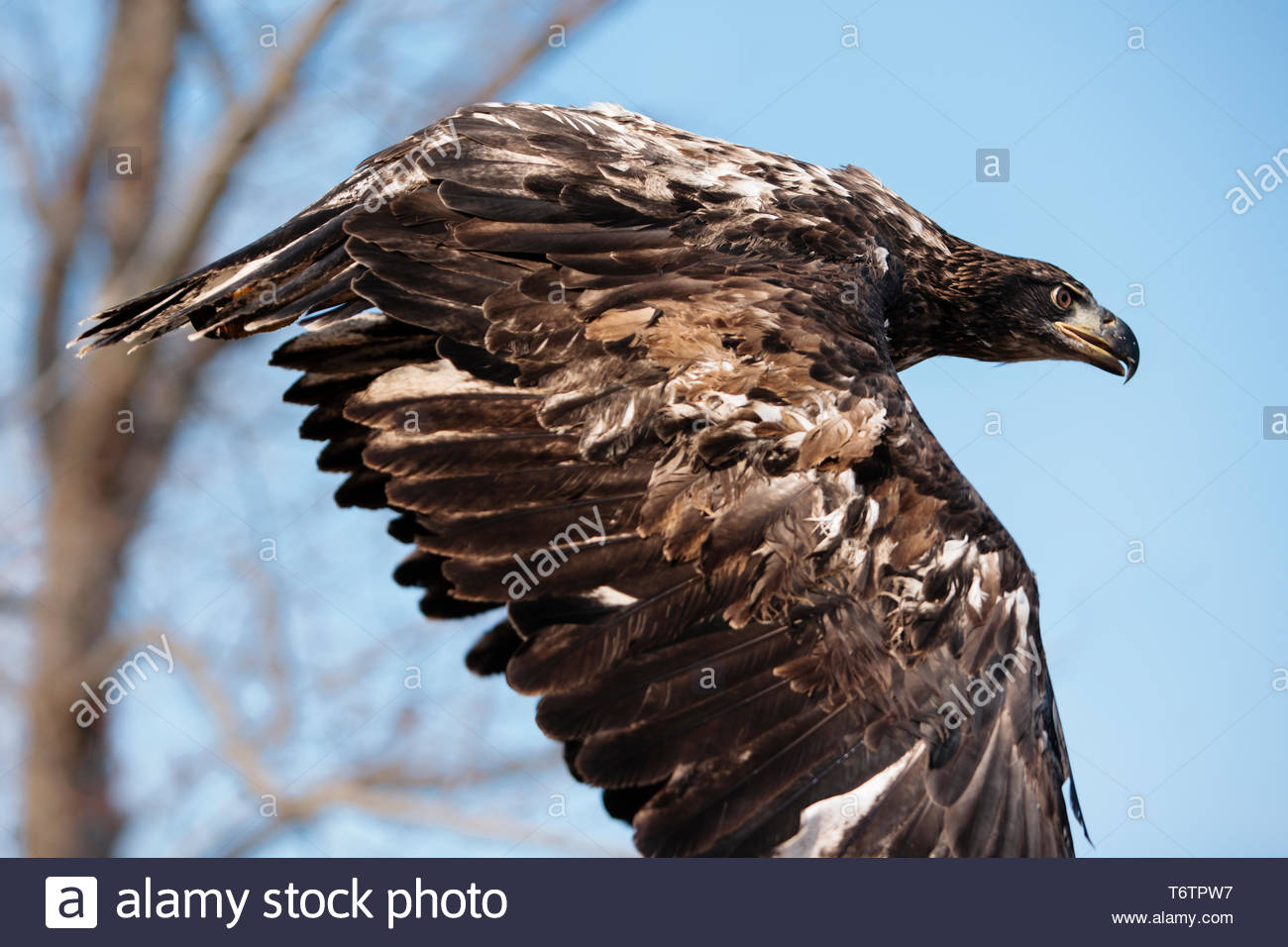 Eagle R Stock Photos Eagle R Stock Images Alamy