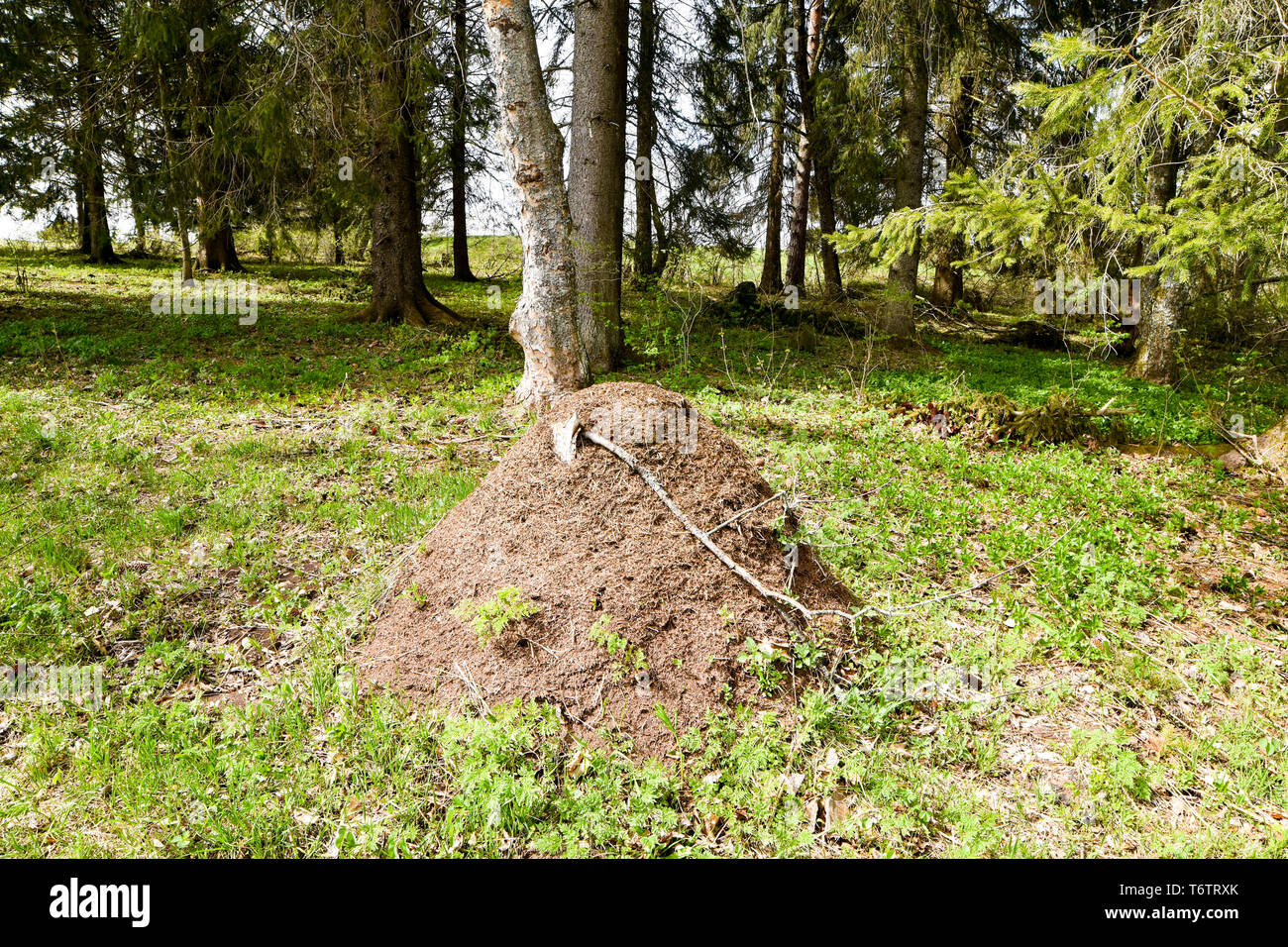 Big anthill in the forest. Stock Photo