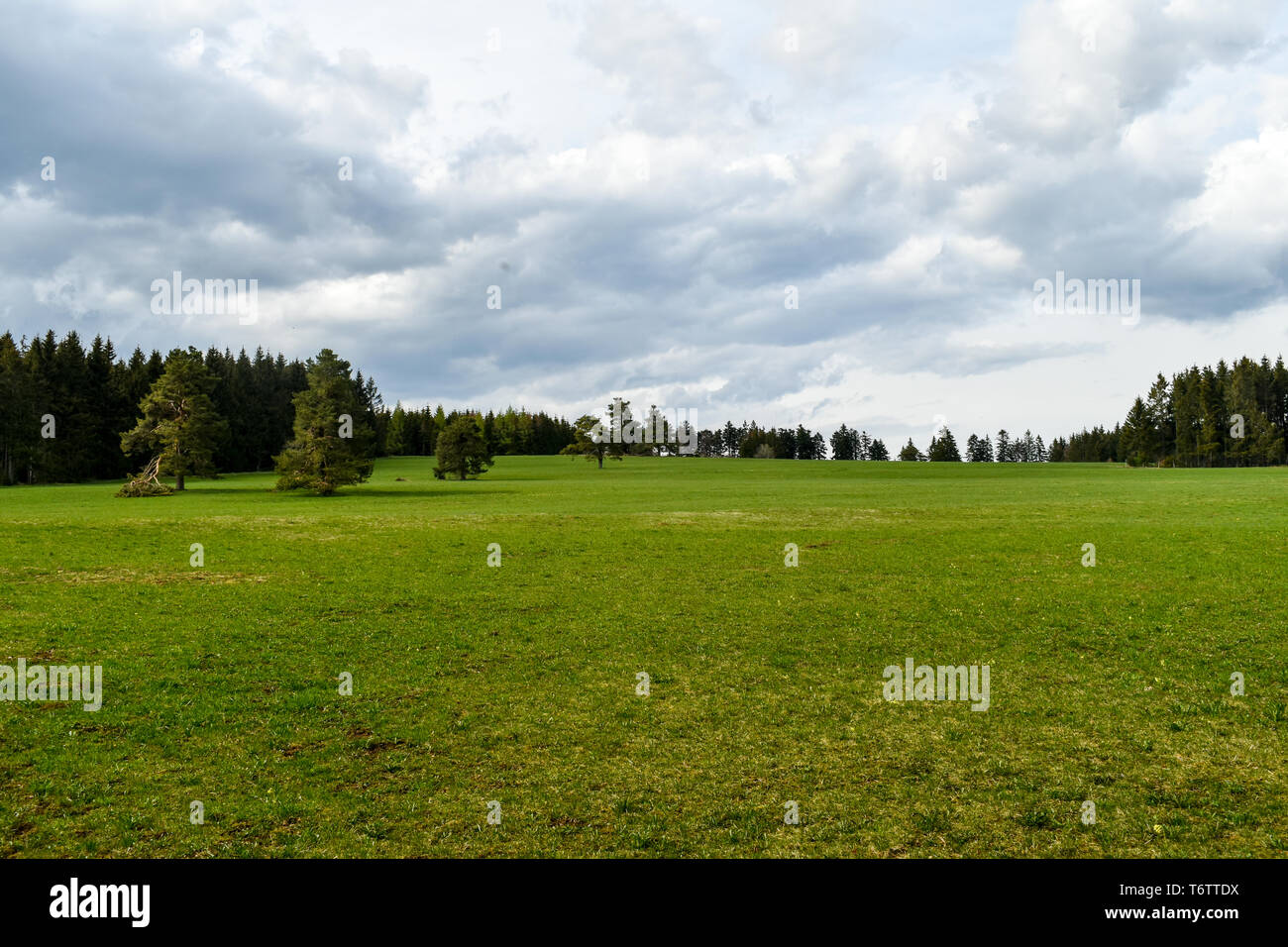 Beautiful landscape with green field. Stock Photo