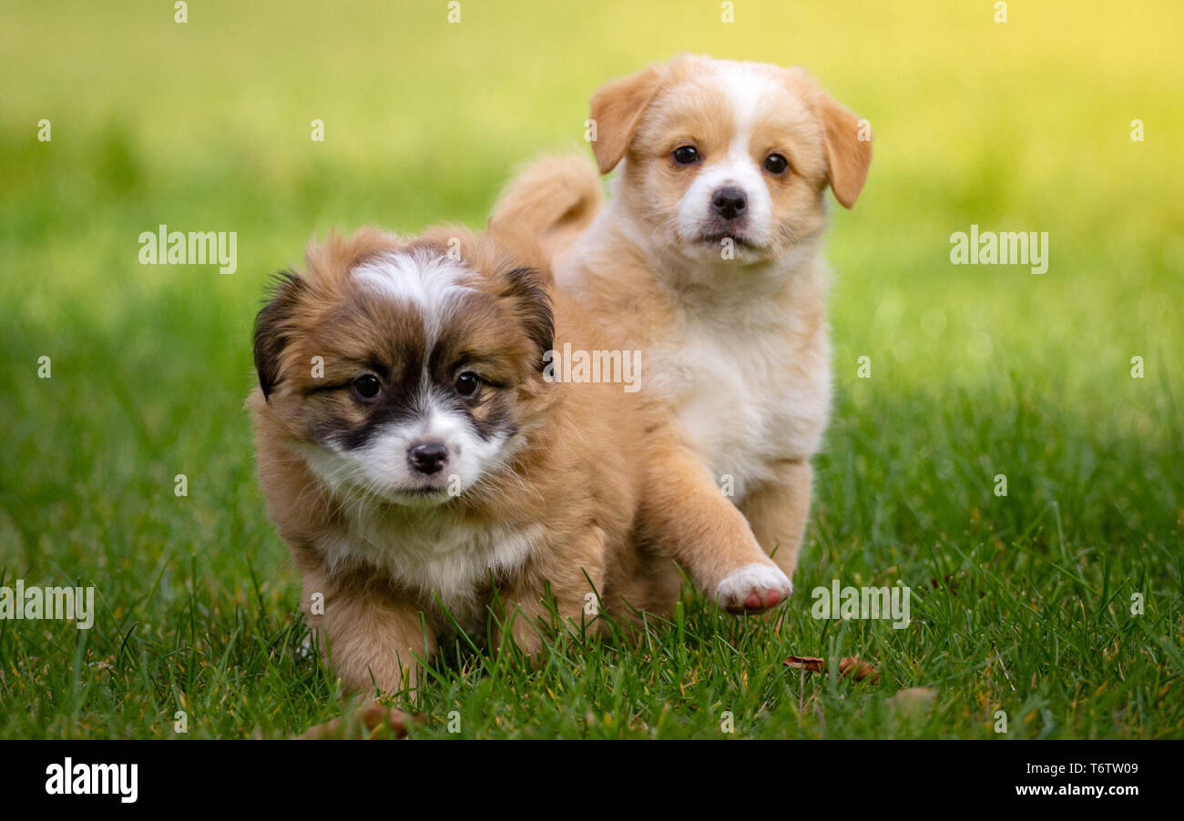 two little cute puppies playing together on green grass Stock Photo