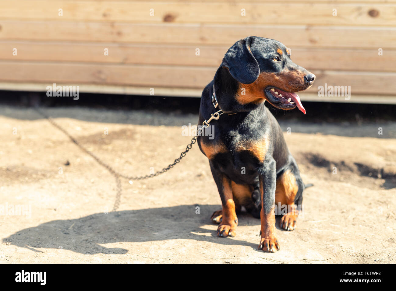Young german hunting terrier dog on chain at home backyard on bright sunny day. Purebred adorable Jagdterrier  puppy. Stock Photo