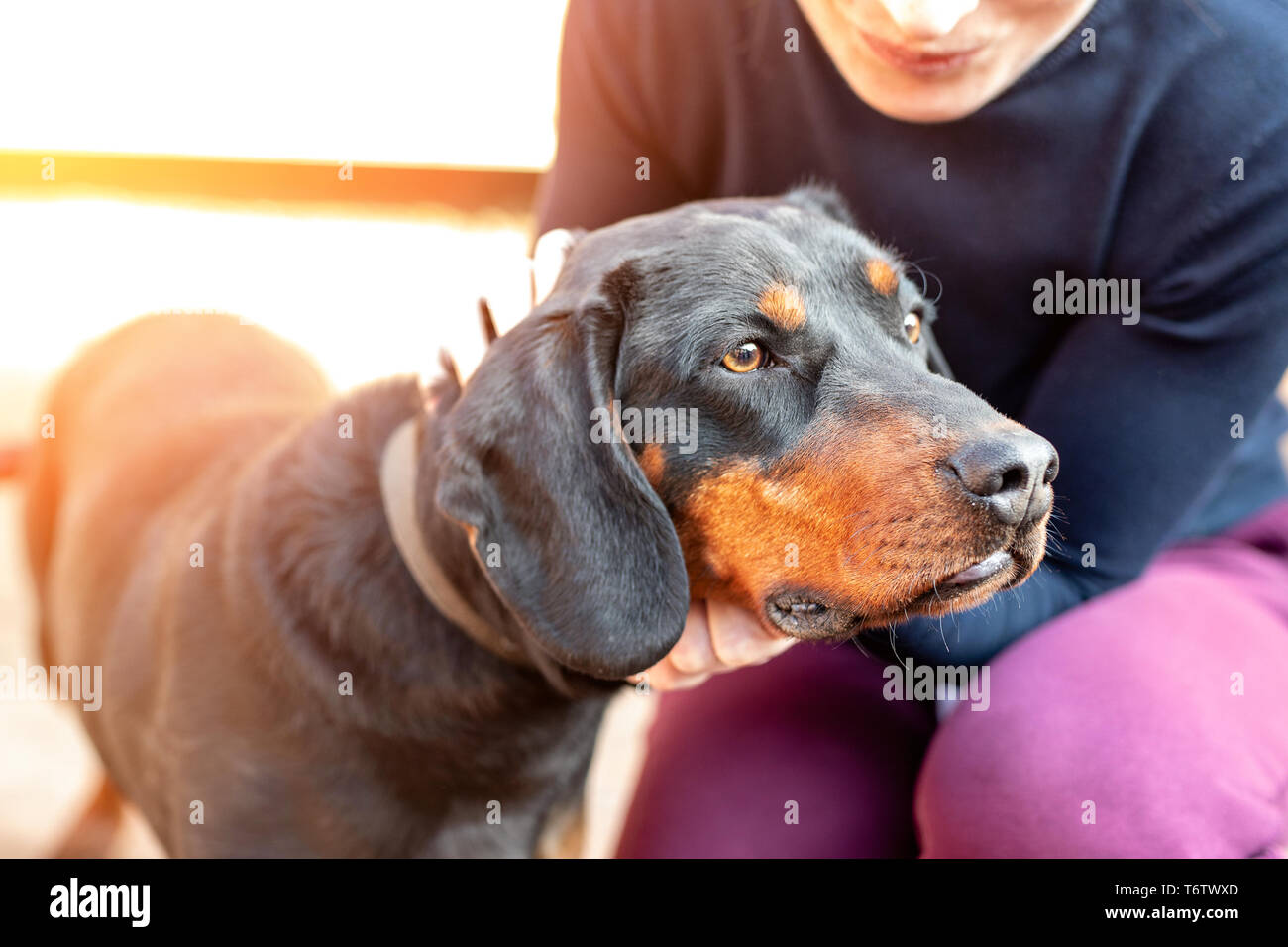Femalel owner hugging with young german hunting terrier dog outdoors on bright sunny day. Purebred adorable Jagdterrier puppy. Stock Photo