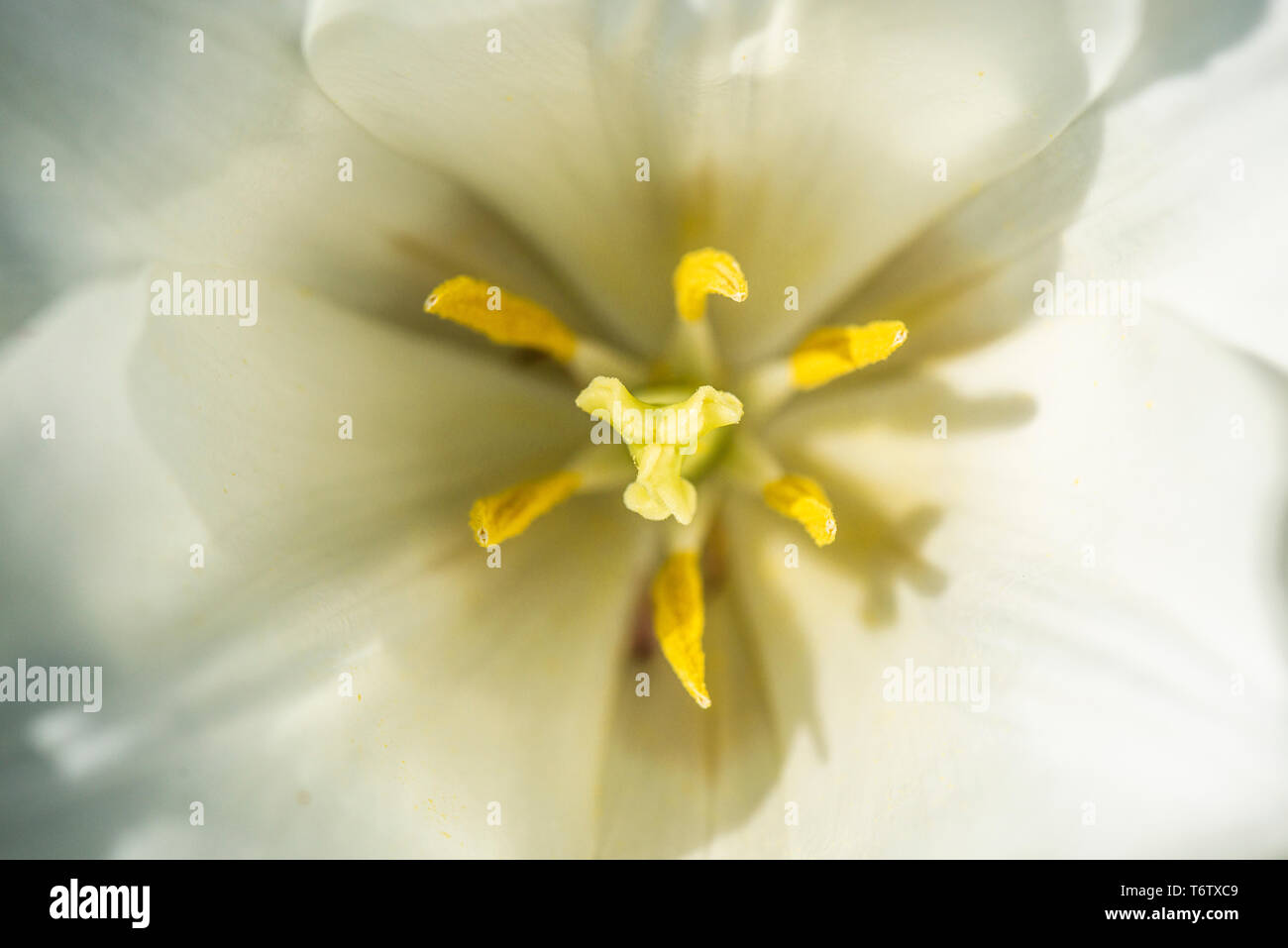 A close up of the pistil and stamen of a Stock Photo