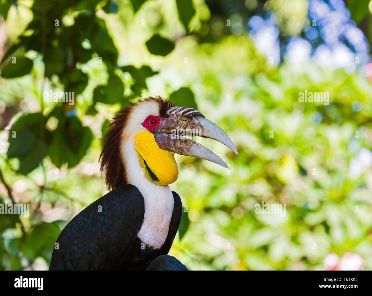 Wreathed Hornbill bird in Bali Island Indonesia Stock Photo