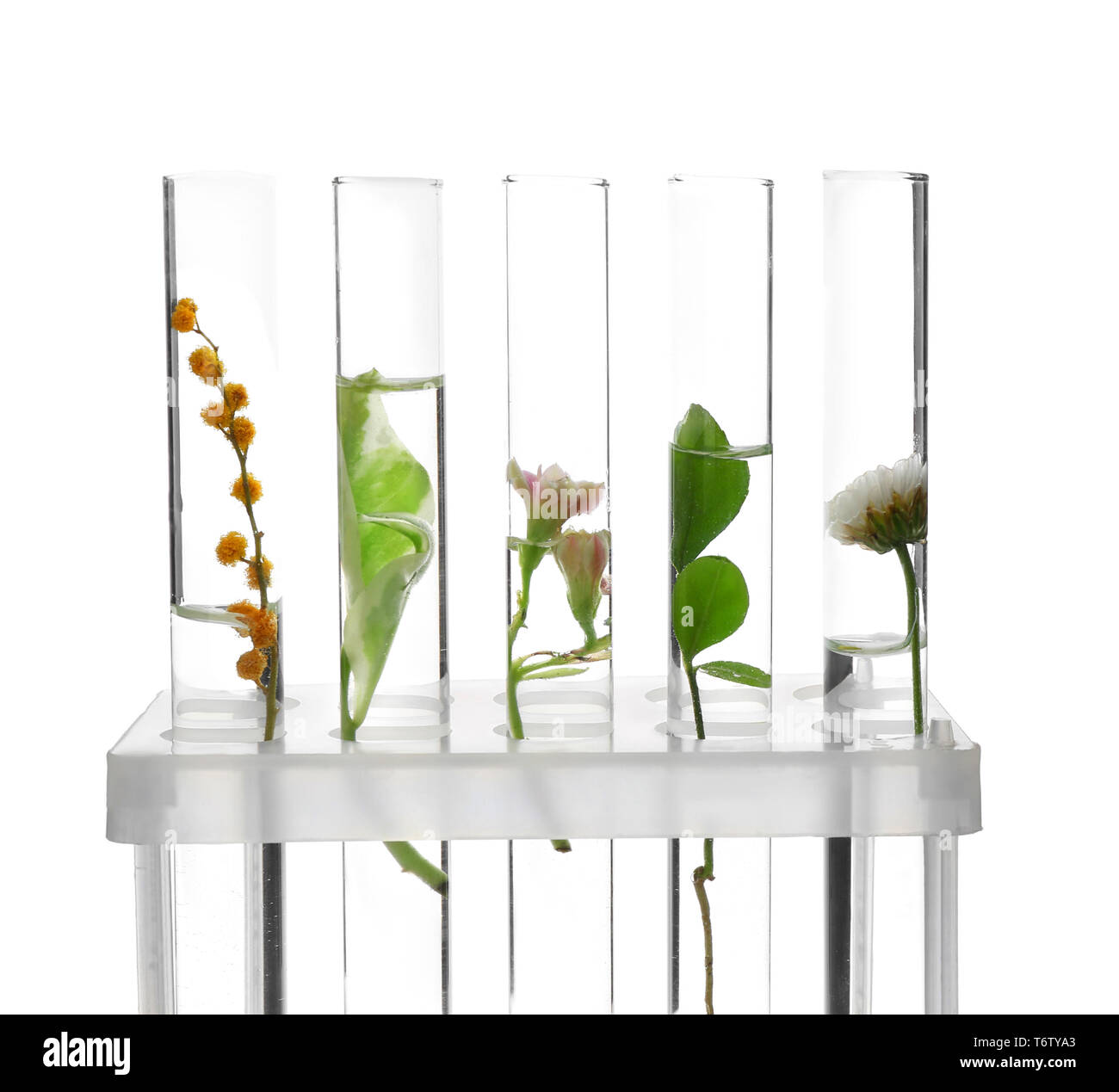 Test tubes with plants in holder on white background Stock Photo - Alamy