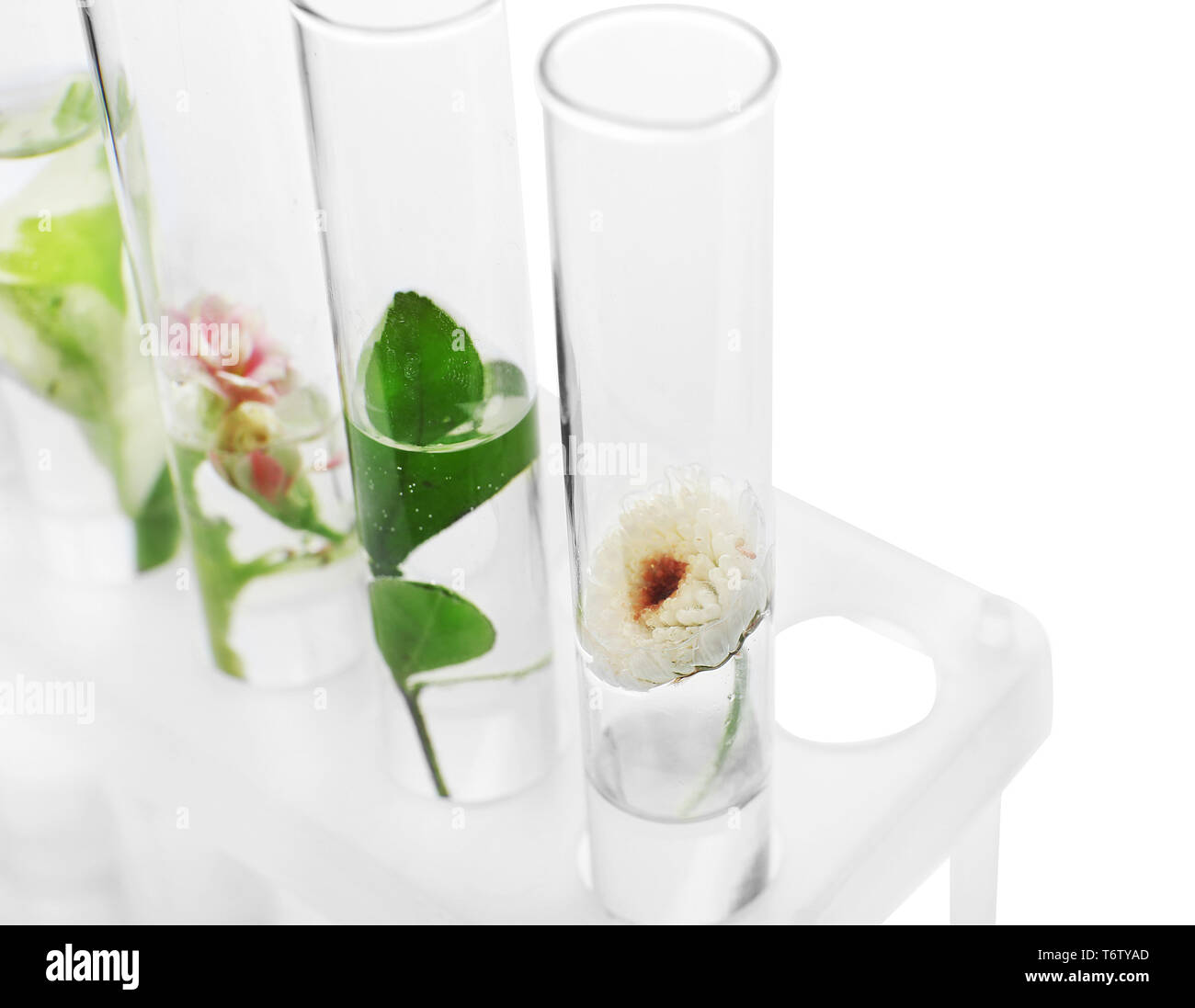Test tubes with plants in holder on white background, closeup Stock ...