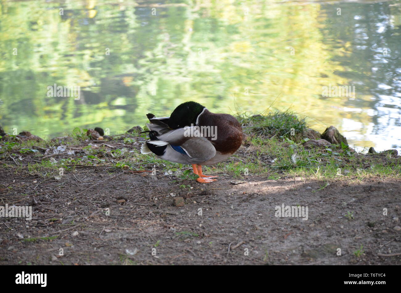 Parco Sempione in Milan Stock Photo - Alamy