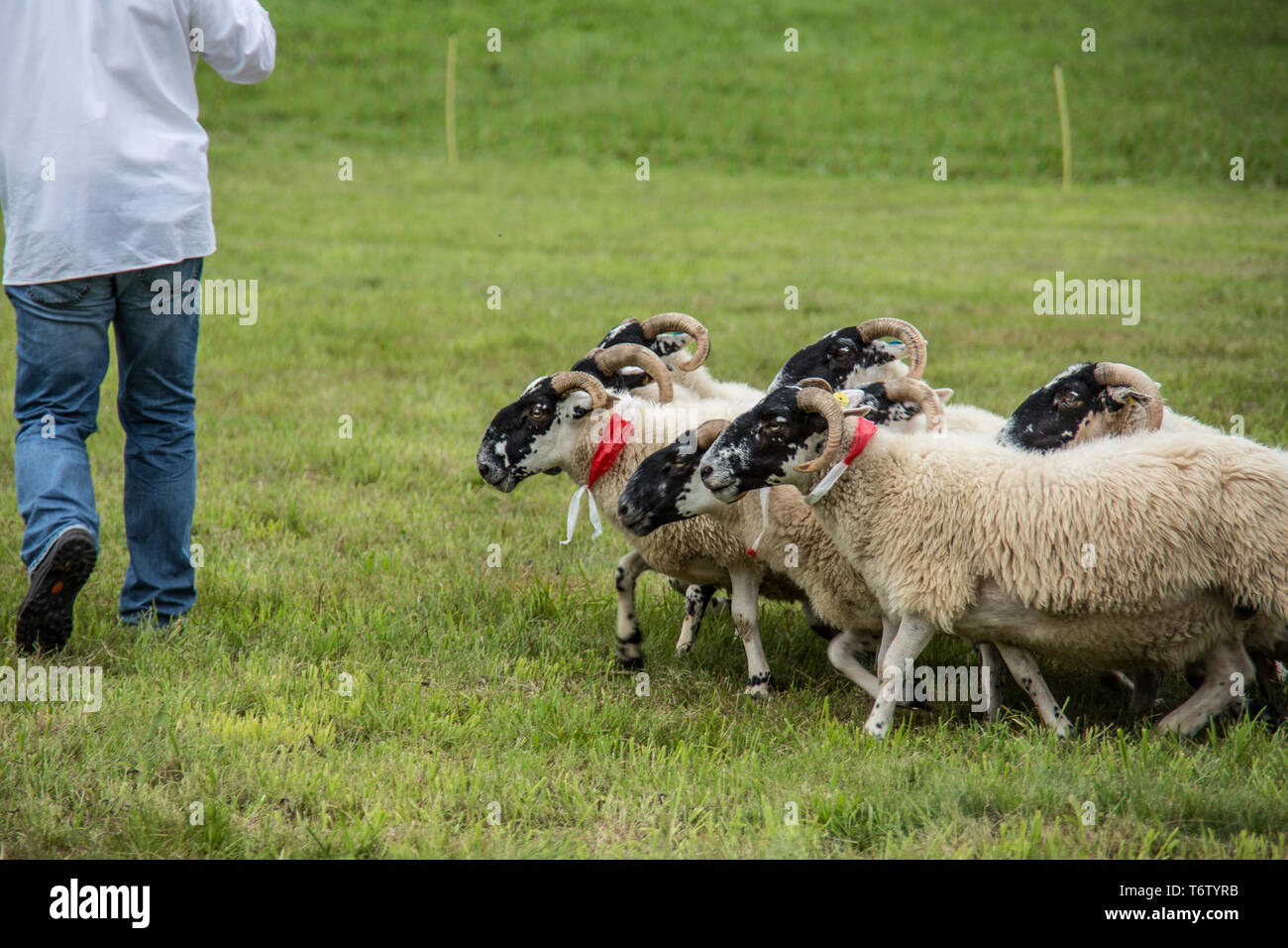 Sheep dog herding sheep hires stock photography and images Alamy