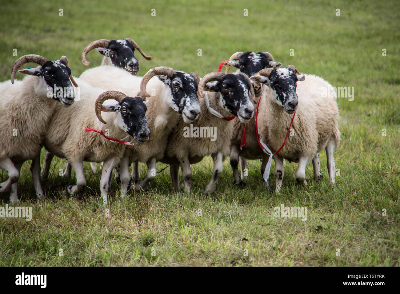 Sheep dog herding sheep hires stock photography and images Alamy
