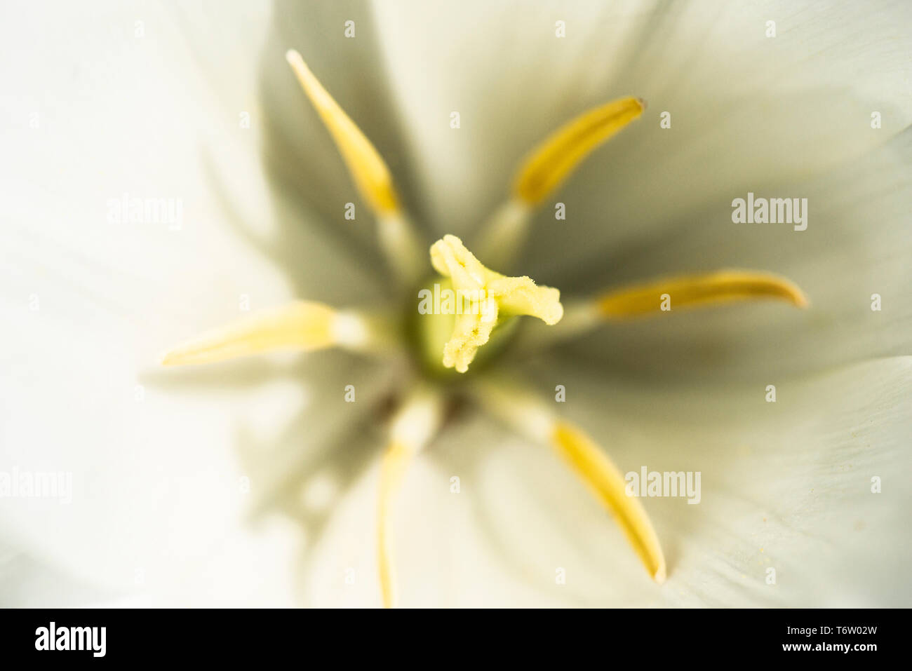A tulip 'White Triumphator' flower Stock Photo