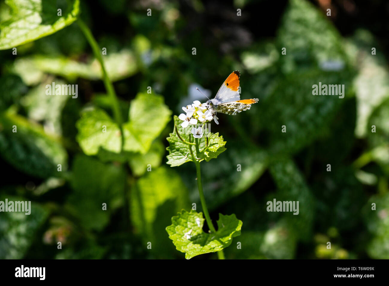 A male orange tip butterfly (Anthocharis cardamines) on the flower of a Jack-by-the-hedge (Alliaria petiolata) Stock Photo
